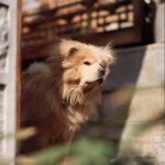 Johor Bahru Dog-Friendly Spots article