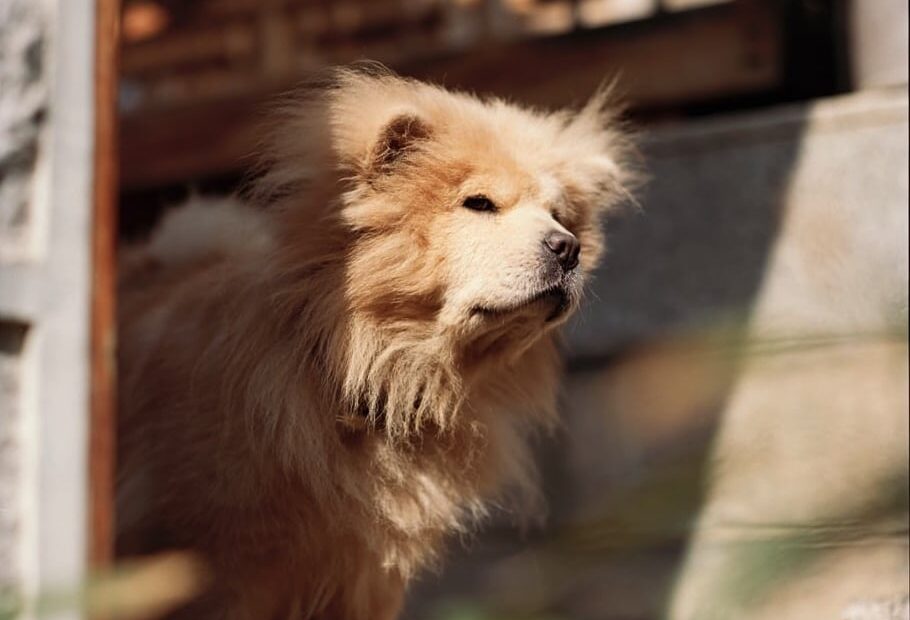 Johor Bahru Dog-Friendly Spots article